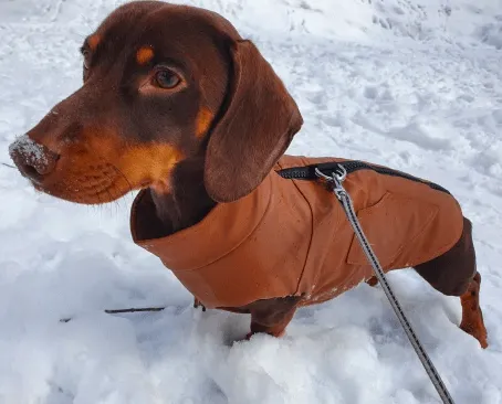 Faux Leather Dachshund Jacket