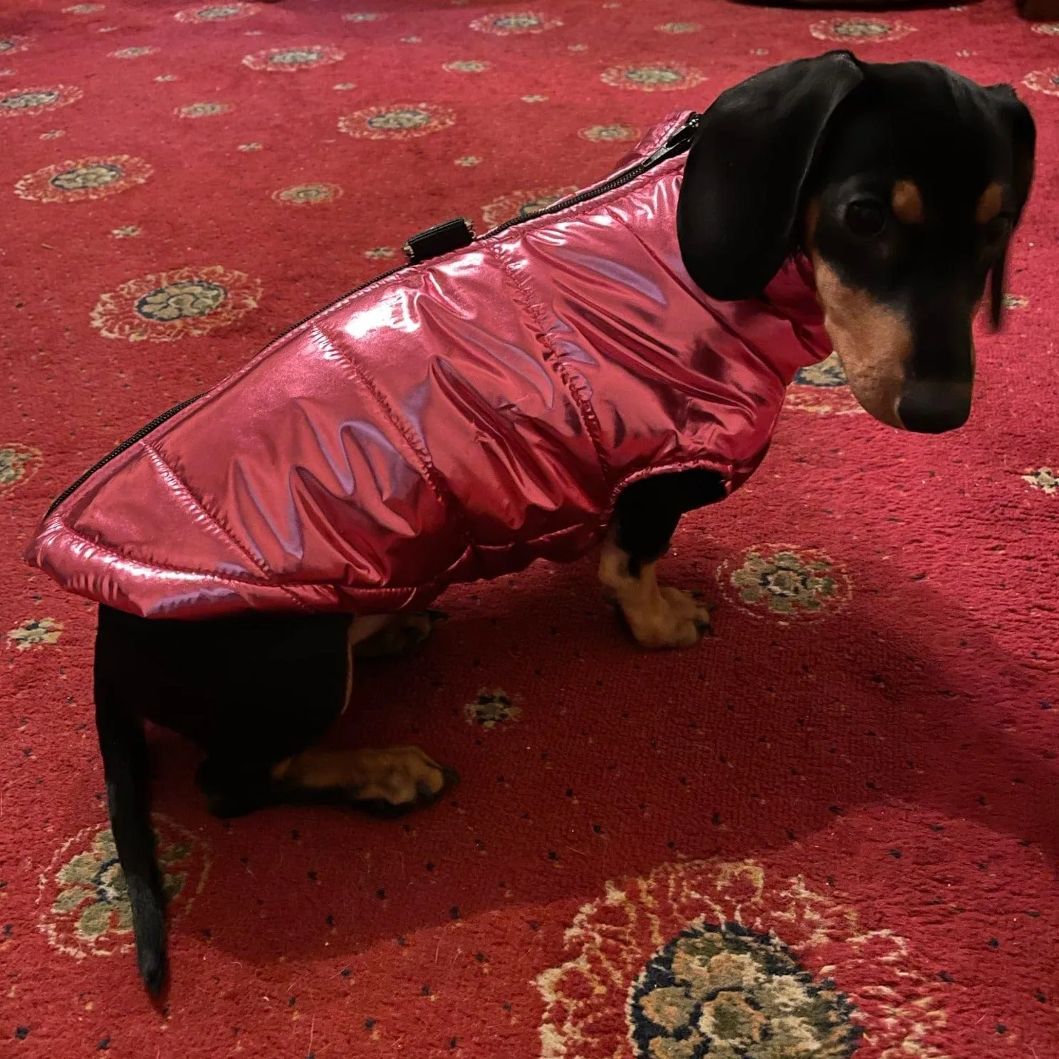 Glossy Waterproof Dachshund Jacket