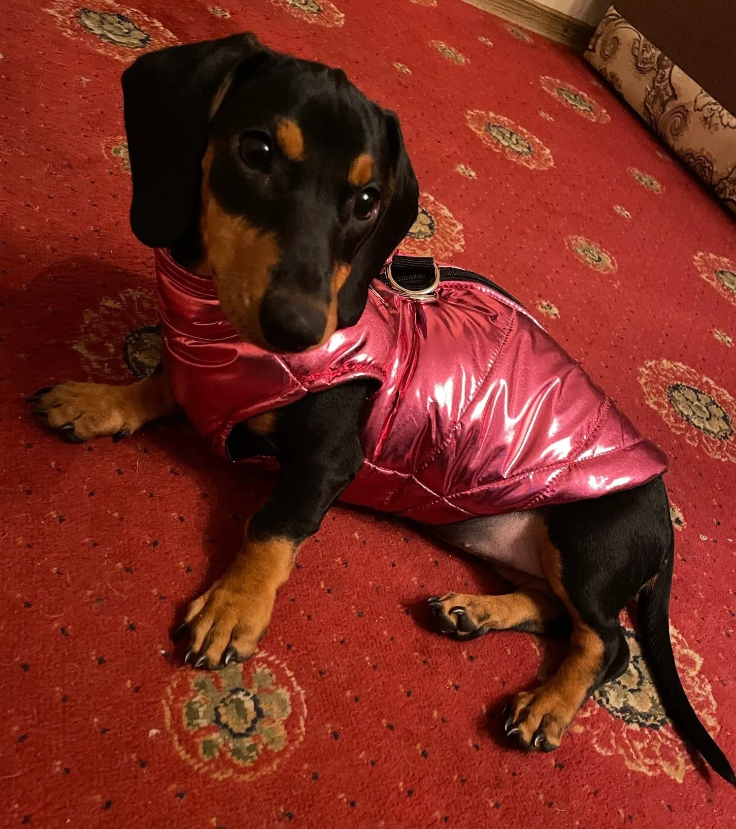 Glossy Waterproof Dachshund Jacket